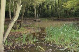 Restored pond